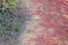 诺丁汉森林主场困境与桑德兰反超前瞻